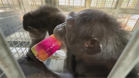 熱爆！壽山動物園請吃冰.動物好消暑