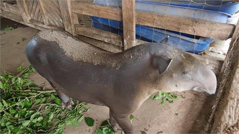 尼加拉瓜瀕危動物　當局野放7隻「中美貘」盼繁殖復育