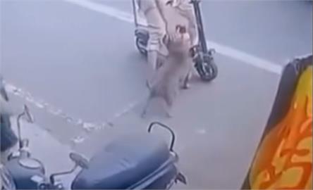 「惡霸犬」突飛撲咬鳥！　鸚鵡肚子遭咬失血過多喪命