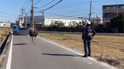 好煩！一直落跑不養了　「落跑鴕鳥」12000元賣了