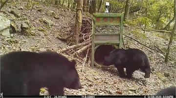 玉山塔塔加園區拍到黑熊現蹤  數量不少 復育成功