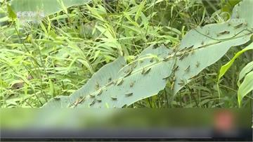 全球／黃脊竹蝗入侵中國雲南 當地農業空前威脅