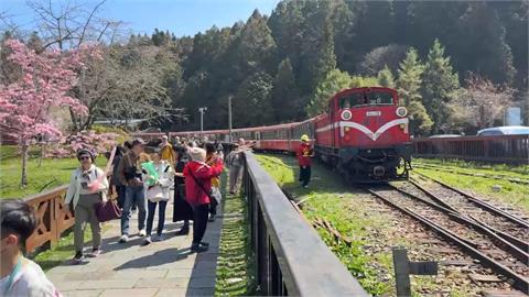 阿里山花季開跑　大批遊客搭小火車上山賞花