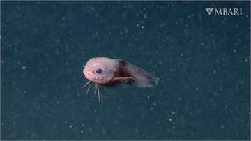 超可愛深海魚曝光！「粉嫩大眼蝸牛魚」　正式確認新物種