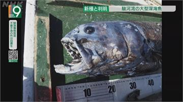 日本深海研究最新發現 1公尺長"橫綱黑口魚"