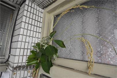 端午用艾草、雄黃驅蟲避邪? 藥師揭禁忌:毒劇中藥千萬別喝