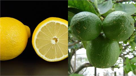 靠顏色分辨檸檬、萊姆是錯的！營養師曝「關鍵區別」及4使用方法