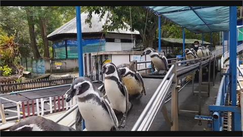 動物園防疫暫時關園...　企鵝們仍需外出運動