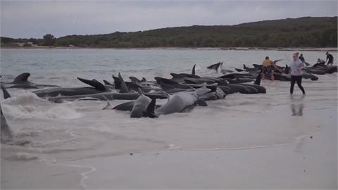 澳洲近百頭「領航鯨」集體擱淺　志工專家忙搶救