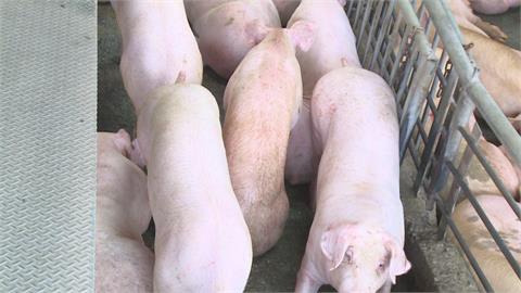 宅在家偏好自煮「台灣豬」　豬價飆升至每公斤88.67元新高
