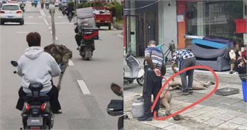 2鴕鳥踹鐵籠越獄！「街頭一路超車」速度超驚人　被逮回下場變大餐