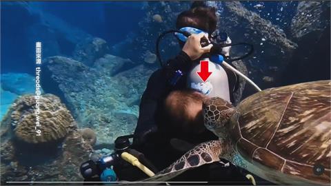 當海草吃？　小琉球海龜來回啃食潛水教練頭髮　同行者笑翻