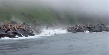影／俄8.8強震海岸土石崩落！「海獅驚魂跳海」逃命畫面曝
