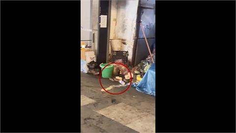 北市住戶一樓堆滿垃圾變鼠窩　「真米奇妙妙屋」遭強制清除
