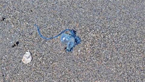 「葡萄牙戰艦」殺到台灣？　　觀音濱海發現大量僧帽水母