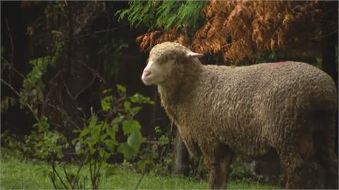 芝加哥「落跑羊」逃出屠宰場躲死劫　盼找新主人
