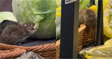 連鎖超市驚見「巨鼠趴貨架」啃高麗菜！門市急停業　衛生局揭稽查結果