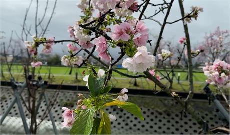 不必登高！宜蘭最美平地櫻花炸開　漫步櫻花樹下感受浪漫氛圍