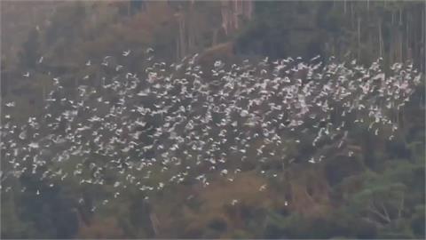 「萬鷺朝鳳」吸遊客朝聖！　數以萬計「黃頭鷺」飛越嘉義梅山