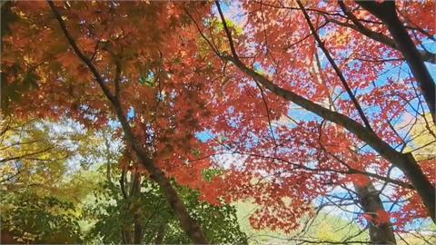 武陵農場楓葉轉紅超夢幻！　12月中旬前把握「最佳賞楓期」