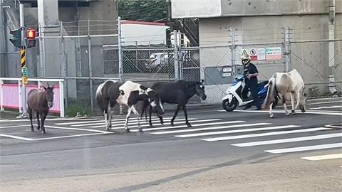 快新聞／馬路上有馬！新竹馬匹逛大街　網笑：四馬難追