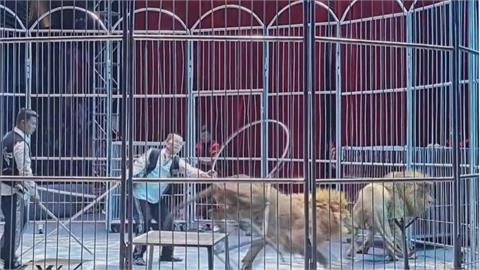 超驚悚！中國馬戲團2獅子表演中「逃出鐵籠」　溜停車場觀眾尖叫狂逃