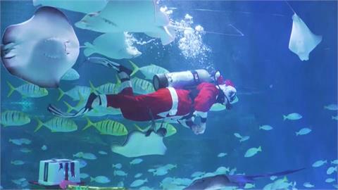 耶誕節近了！首爾水族館扮耶老潛水餵魚　還有愛心泡泡秀