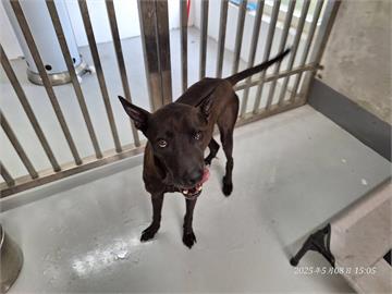虐狗？寵物銀行爆不當飼養　高壓水柱打掃釀狗狗脫逃