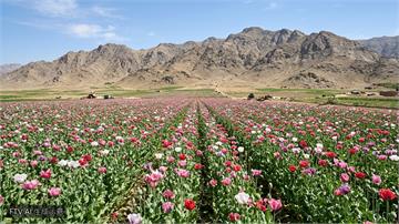 塔利班禁令破功？聯合國：阿富汗鴉片產量與種植暴增