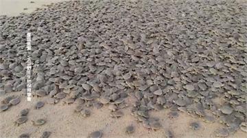 巴西亞馬遜河域現「黑潮」 10萬隻幼龜探出沙地超壯觀