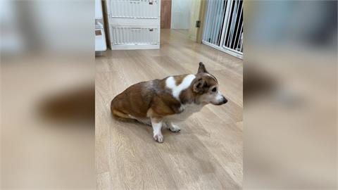 快新聞/加盟主虐柯基店沒了!總部出手貼解約通知 招牌拆卸「這時」完成