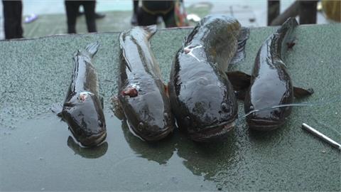 台東活水湖清除外來魚種泰國鱧　潛水員入水近4小時逮10尾保障遊憩安全
