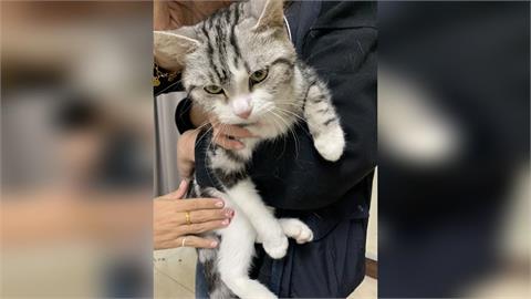 快新聞/租客欠租失聯!房東入屋驚見瘦骨嶙峋棄貓 無良飼主遭罰11萬並列認養黑名單