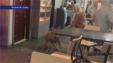 有一頭鹿！野鹿撞破玻璃門闖入餐廳用餐區　驚險過程全都錄