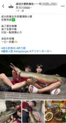 成大生吃掉228公園吉祥物！鱷雀鱔「下鍋煮成熱炒」 北市府震怒開罰