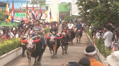 柬埔寨「亡者節」緬懷祖先　水牛賽馬狂飆、萬人祈福