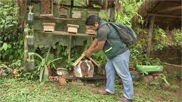 雨林區濫伐導致蜜蜂數量大減！學者夫妻打造「專屬家園」拯救