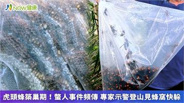 虎頭蜂築巢期！螫人事件頻傳 專家示警登山見蜂窩快躲