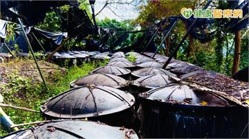 從森林到腳下的每一步：十安以善行健走　展現永續實踐力