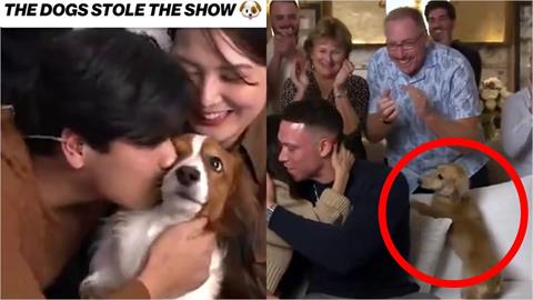 MLB(影)／養狗才能連霸？大谷翔平、法官獲獎「愛犬」互動吸睛獲讚「狗界MVP」