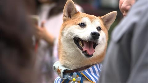 北捷狗狗列車出發！　蔣萬安牽導盲犬響應「國際寵物日」