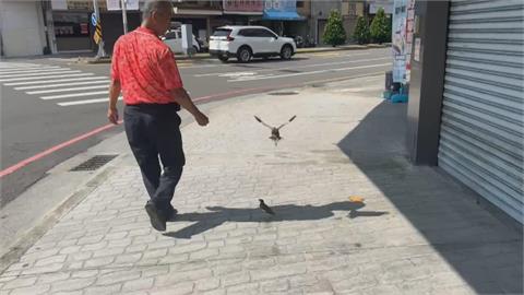 「蹦蹦跳跳」跟隨主人！　八哥散步成嘉義街頭奇景