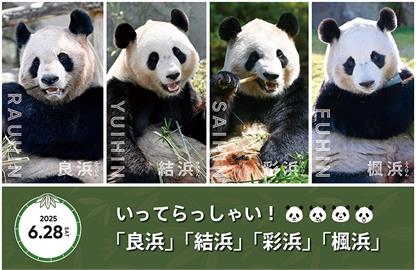 不捨！日本和歌山動物園　貓熊明天將送返中國