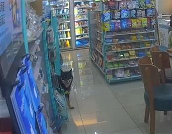 被噪音嚇到「落跑」　柴犬進超商吹冷氣警獲報帶路找主人