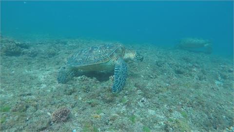 破紀錄805隻 小琉球被海龜包圍