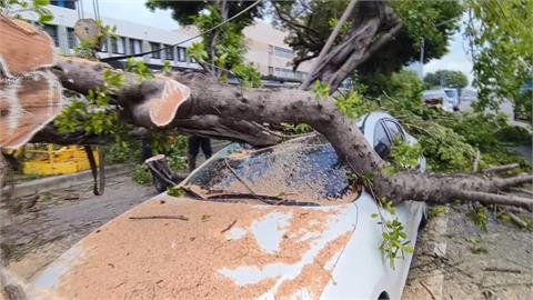 疑颱風連日下雨土石鬆軟　高雄路樹倒塌壓傷2騎士