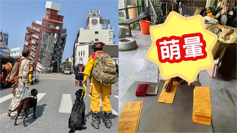 行政阿姨「厭世蓋章」本尊竟是台灣之光搜救犬！萬人嚇傻笑：肯定要加薪