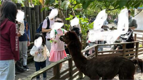 動物園禁餵動物　童抓樹葉餵羊駝家長未制止