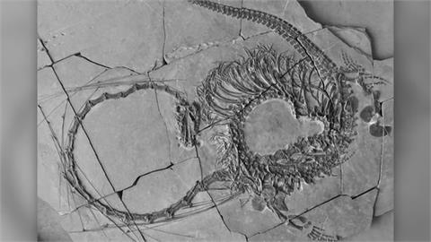 蘇格蘭發現新化石　完成「東方恐頭龍」碎片拼圖