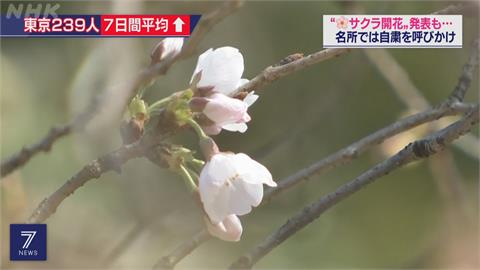 東京櫻花開了！熱門賞花地點貼告示 籲不要群聚賞櫻